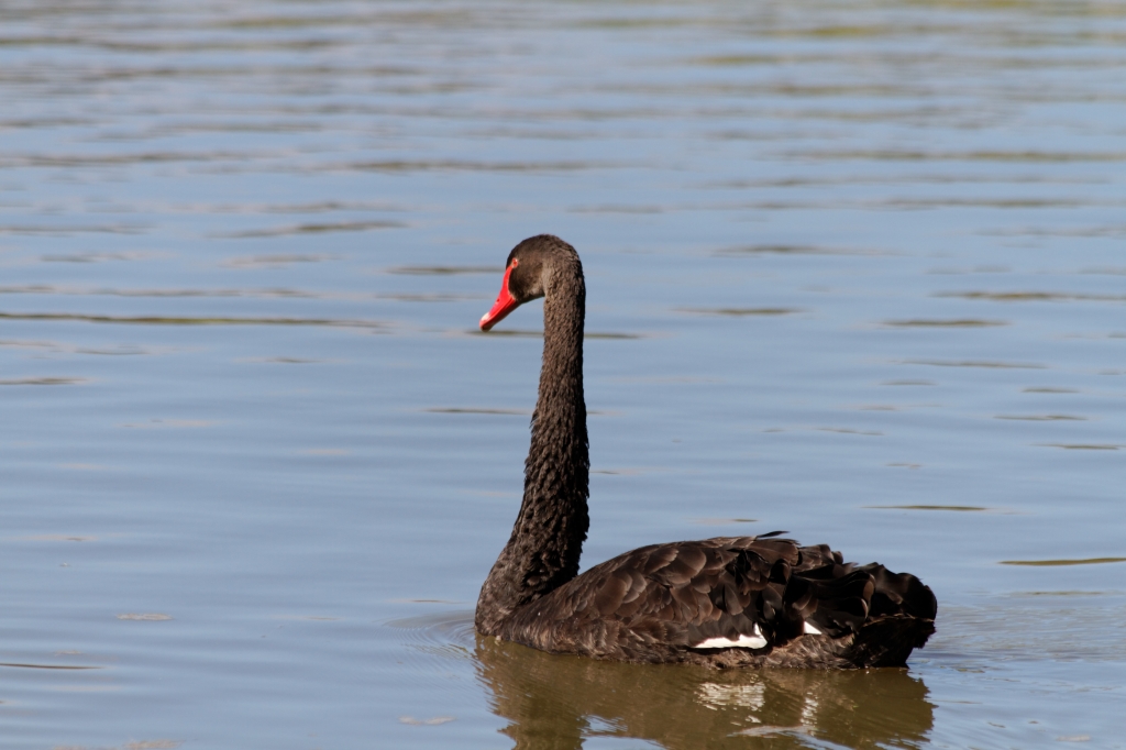 02 - Tamar island (4).jpg